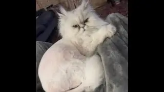 The Most Satisfying Fluffy Kitty Grooming Experience