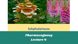 Scrophulariaceae Family|Pharmacognosy| Lecture 4 |AIMPharma| 2023
