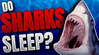 Do Sharks Sleep? Facts About Sharks!