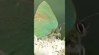A metallic green butterfly in the UK! - Green Hairstreak #wildlife #ukwildlife #insects