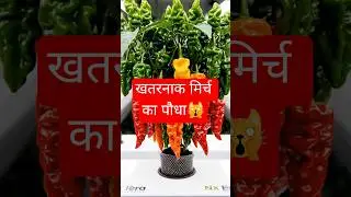 खतरनाक मिर्च का पौधा कैरोलिना रीपर #agritech #NxEraFarming #Hydroponics #FarmingTips