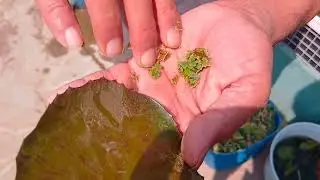 Water lilies, Water Plants and Lotus Collection of Mr. Manoj Kumar Mittal Part 2