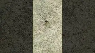 পিঁপড়ে চলেছে 😅😅...#viralshort#viralvideo#funny #piprediction
