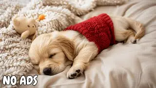 12 HOURS of Anti-Anxiety Music for Dogs 🌿 Healing Calm Music for Stress Relief & Sleep 💤 No Ads