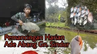 Babon Bawal Pemancingan harian ADE ABANG Gn.Sindur Kab.Bogor