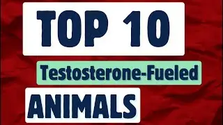 Top 10 Most Testosterone-Fueled Animals