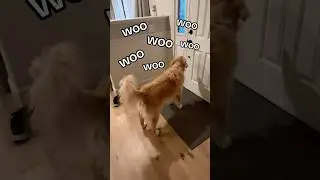 the most annoying home defense system #guarddog #funnydog @DoorDash