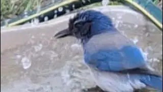 Squawker takes a bath
