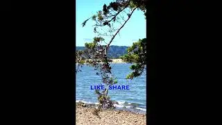 Nature's Ambiance has a calming effect on us II COYOTE POINT RECREATION AREA II California
