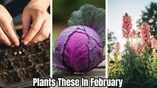 14 Crops You’d Be WILD Not To Plant in February!