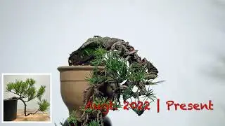 From Nursery to Wesliver Bonsai 