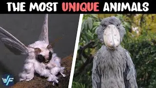 10 Most Unique Animals In The World