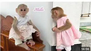 monkey Xuka becomes beautiful when she wears monkey Tina new dress.