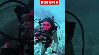 Buceo Koh Samui | OceanVoiceTV | Discovery Divers |  buceokohsamui.com #scubadiving #buceo #kohsamui