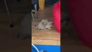 Мое состояние сегодня 😂😂🐶🐅#shorts