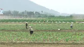 Farming Heritage Crops: Preserving Cultural Diversity