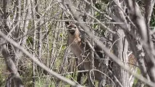 Sneaky look at Eastern Grey Kangaroo on Bribie Island.