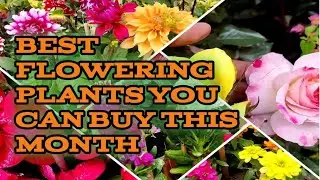Best Winter flowering plants In India