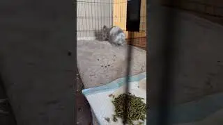 Weeks After Being Adopted, Young Bunny Now Clings To Life In Critical Care As Infec... [STORY BELOW]