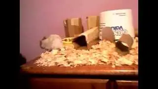 4,000 subs! contest entry hammieworldrox488