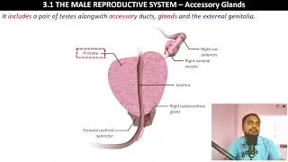 The Male Reproductive System - Accessory Glands