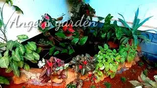 Angel's garden make over😍