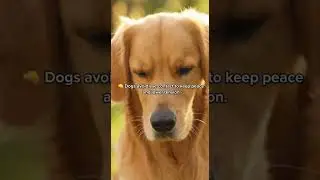 Почему собаки избегают зрительного контакта 👀🐶 (Это не чувство вины) #собачьяпсихология