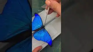 Morpho rhetenor, is a Neotropical butterfly of the family Nymphalidae. #foryou #shortvideo
