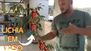 CONHE&Ccedil;A A LICHIA EM VASO/SUPER PRODUTIVA/POMAR EM APARTAMENTO/HORTA EM VASOS