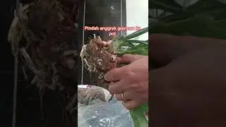 Split anggrek gramma sebelum dipindah pot. #plants #tanamanhias #orchid #batam #flowers #day