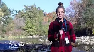 Smelly Salmon in Etobicoke Creek (by Tierney Angus, Joey Chini and Breanne Coulter)