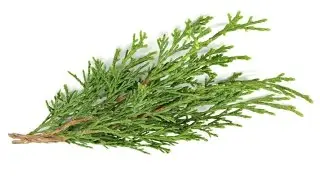 Cypress Essential Oil