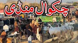 Chakwal mandi today ll chakwal mandi latest update ll 5/2/2026 ll domail mandi ll jamil tv ll
