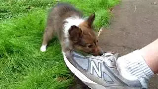 Sheltie Puppy outside and with cat