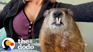 Wild Groundhog Thinks She&rsquo;s A Toddler | The Dodo