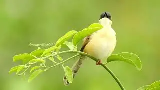 Ashy Prinia - A Little Bird With Loud Sound