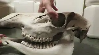 Elk Skull Unboxing | The Skull Seeker