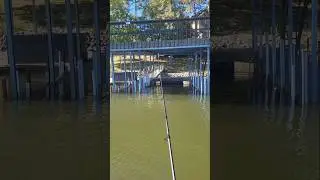 BIG Spotted Bass October Fishing Lake Lanier