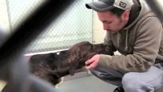 Mt. Pleasant Animal Shelter's 