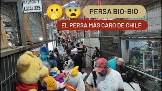 CACHUREANDO en el Persa BIO BIO 😲 El m&aacute;s caro de Chile ❌ Parte 2