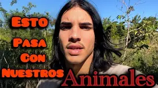Así está la Finca de la familia Záceta .Estos son los animales que quedan😔.