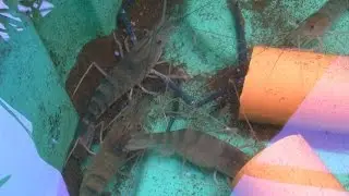 Fresh Water Prawns in Aquaponics, MADE in the  Philippines