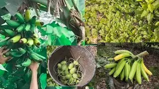 Colheita de bananas e maxixe aqui no sítio.