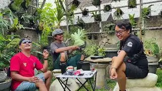PLATYCERIUM GREEN HOUSE