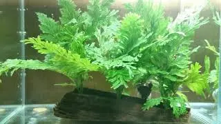 Short Fin Betta