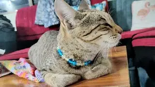 Cute cat 😺 | new cat video | cute cat video #cat #cutecat #trending #catvideos #catlovers #cats 