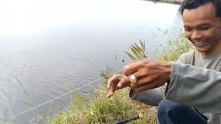 #buka baru TM di palo merbok,kolam waduk para bola/toyan tkt 150 k jam 10 tnggal 31-1-2025#$