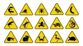 Unboxing Live Animals Turtle, Tortoise, Frog, Crab, Tarantula, Gecko, Lizard, Hamster, Sugar Glider