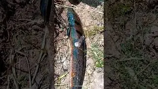 Snake head fish hunt by gun #shorts #angler #hunting #ujjainfisher #fish #vairal