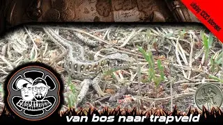 van bos naar trapveld en de uitslag van de 1000 abonees